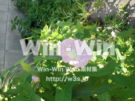 あさがおの写真素材 W-000029