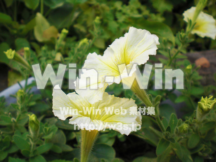 あさがおの写真素材 W-000031