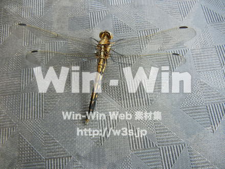 とんぼの写真素材 W-000880