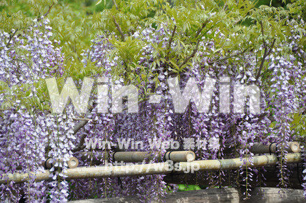 藤の写真素材 W-000182