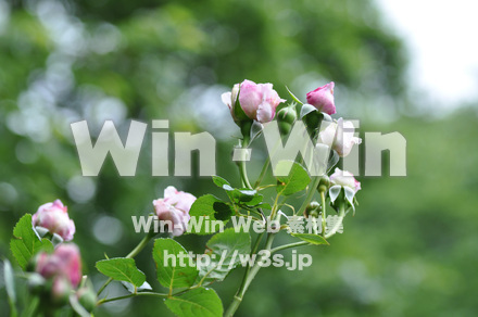 バラの写真素材 W-001346