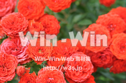 バラの写真素材 W-001335