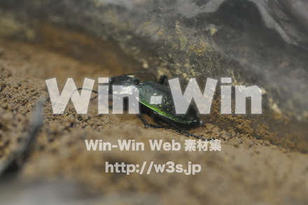 アオオサムシの写真素材 W-000874