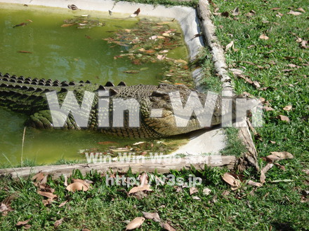 ワニの写真素材 W-000875