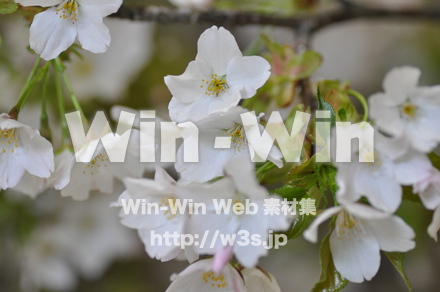 桜の写真素材 W-001467