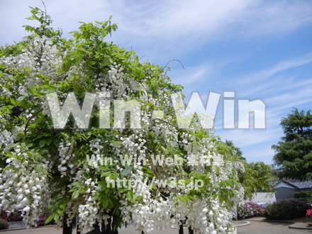 藤の写真素材 W-000186