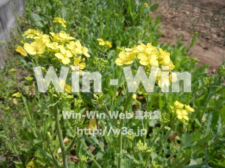 菜の花の写真素材 W-001071