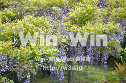 藤の写真素材 W-000179