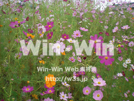 コスモスの写真素材 W-001253