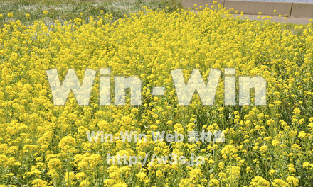 菜の花の写真素材 W-001066