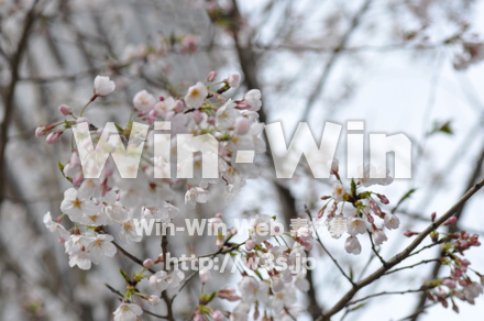 桜の写真素材 W-001450