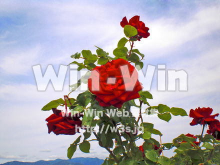 バラの写真素材 W-001374