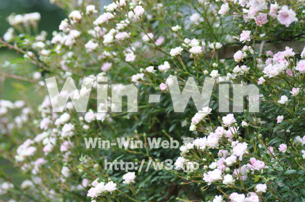 バラの写真素材 W-001300