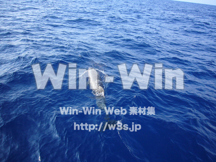 イルカの写真素材 W-000863