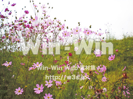 コスモスの写真素材 W-001244