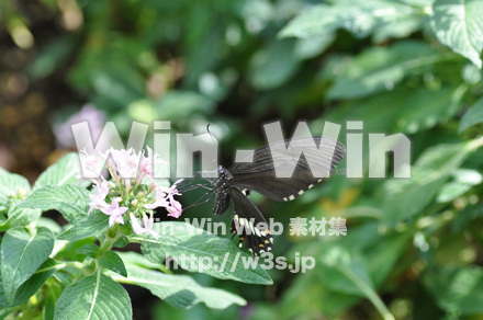 蝶の写真素材 W-001650