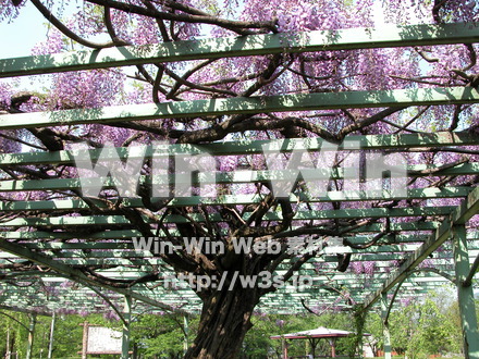 藤の写真素材 W-000191