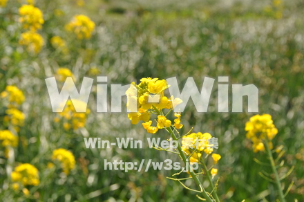 菜の花の写真素材 W-001055