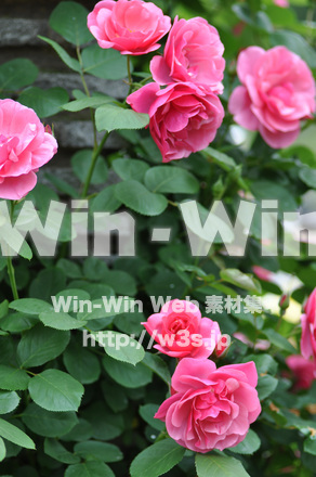 バラの写真素材 W-001396