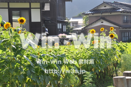 ひまわりの写真素材 W-000069