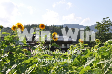 ひまわりの写真素材 W-000067