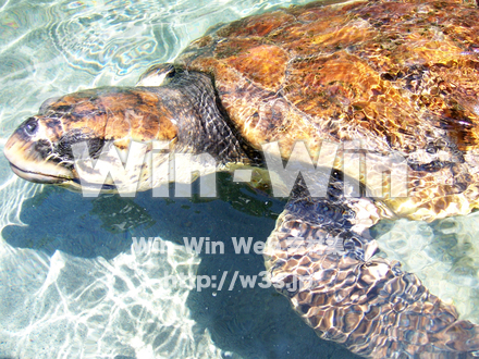 かめの写真素材 W-000892