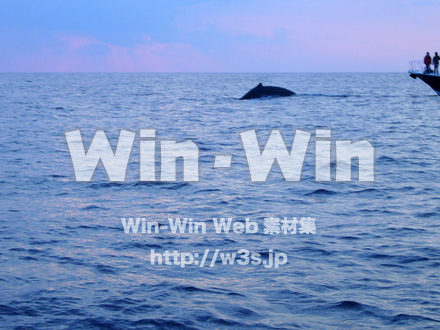 イルカの写真素材 W-000865