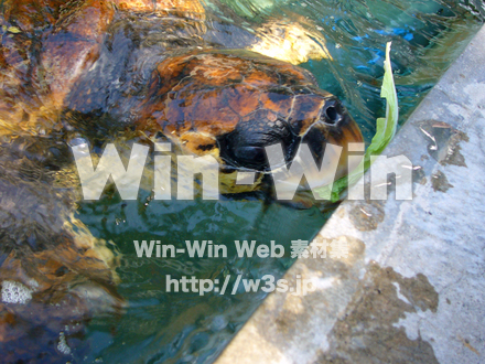 かめの写真素材 W-000890