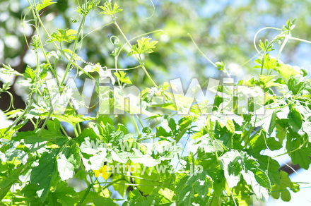 あさがおの写真素材 W-000040