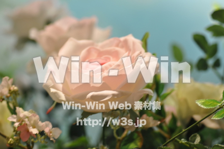 バラの写真素材 W-001257