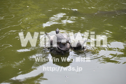 かめの写真素材 W-000898