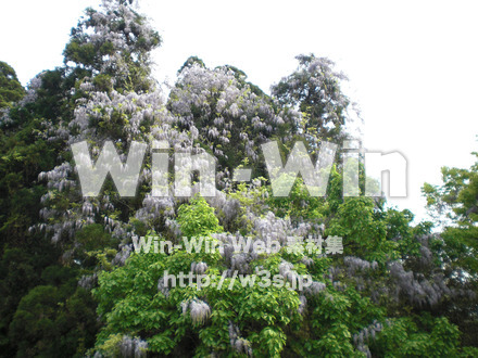 藤の写真素材 W-000207