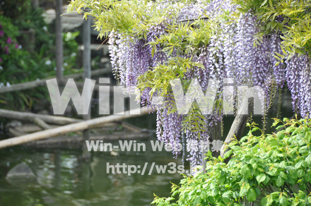 藤の写真素材 W-000180