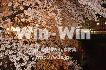 桜の写真素材 W-001439