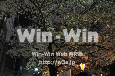 桜の写真素材 W-001445