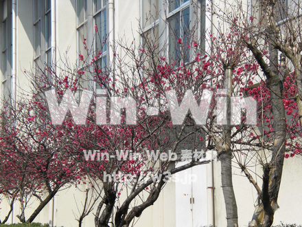 桜の写真素材 W-001568