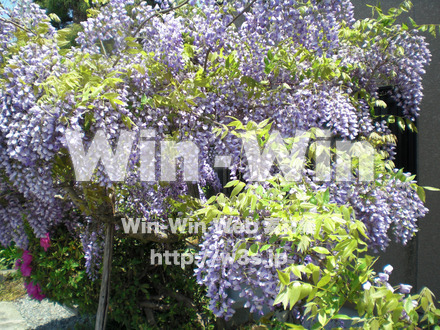 藤の写真素材 W-000206