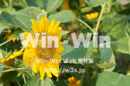 ひまわりの写真素材 W-000072