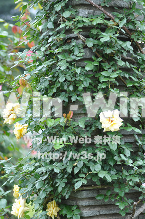 バラの写真素材 W-001393