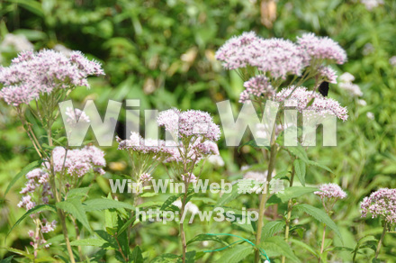 蝶の写真素材 W-001647