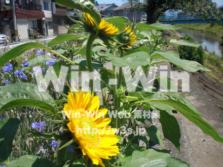 ひまわりの写真素材 W-000087