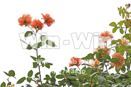 バラの写真素材 W-001303