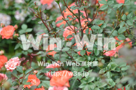 バラの写真素材 W-001338