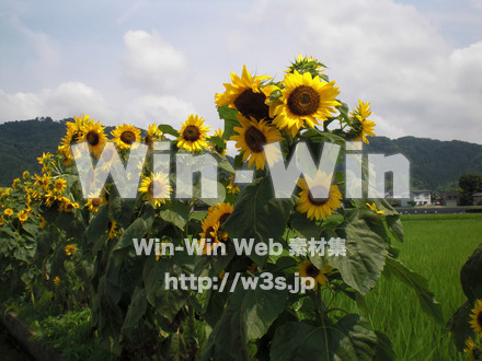 ひまわりの写真素材 W-000060