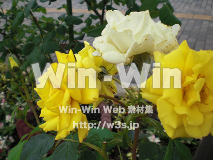 バラの写真素材 W-001372