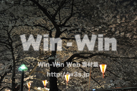 桜の写真素材 W-001443