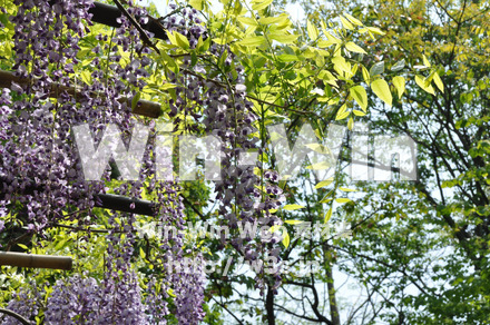 藤の写真素材 W-000200