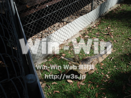 ワニの写真素材 W-000876