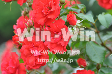 バラの写真素材 W-001286