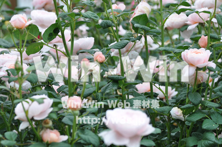 バラの写真素材 W-001263